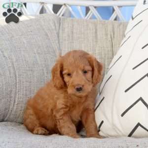 Peanut, Mini Goldendoodle Puppy