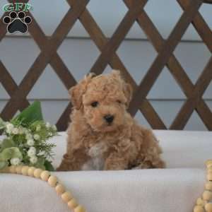 Peanut, Bich-Poo Puppy