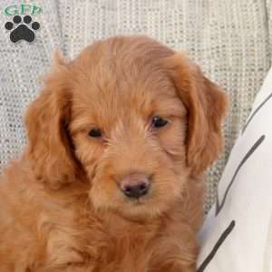 Peanut, Mini Goldendoodle Puppy