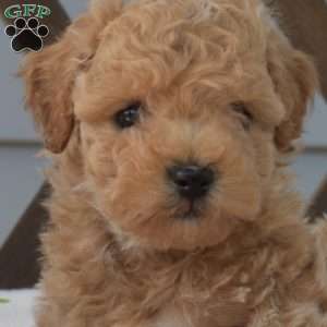 Peanut, Bich-Poo Puppy