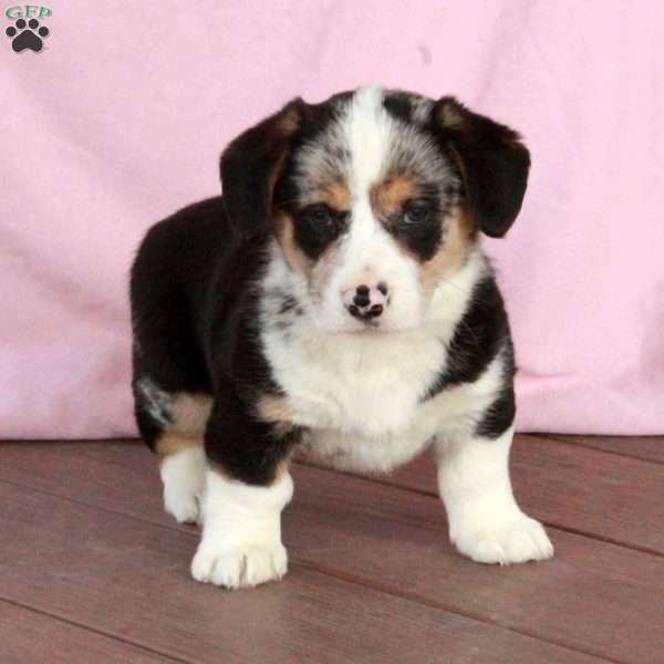 Pearl, Welsh Corgi Mix Puppy