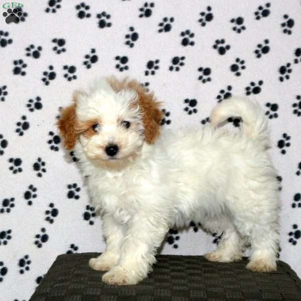 Pearl, Havapoo Puppy
