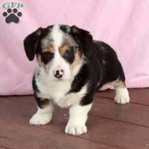 Pearl, Welsh Corgi Mix Puppy