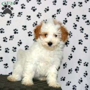 Pearl, Havapoo Puppy