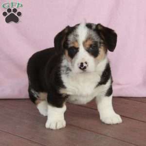 Pearl, Welsh Corgi Mix Puppy