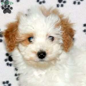 Pearl, Havapoo Puppy