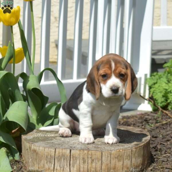 Pebbles, Beagle Puppy