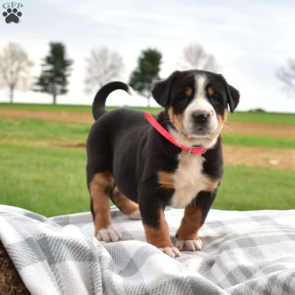 Pebbles, Greater Swiss Mountain Dog Puppy
