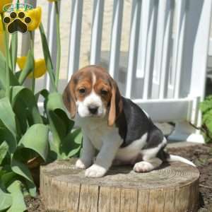 Pebbles, Beagle Puppy