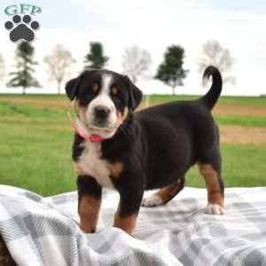 Pebbles, Greater Swiss Mountain Dog Puppy