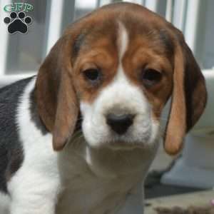 Pebbles, Beagle Puppy