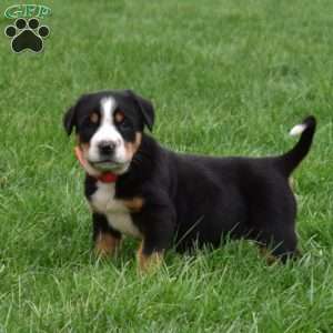 Pebbles, Greater Swiss Mountain Dog Puppy