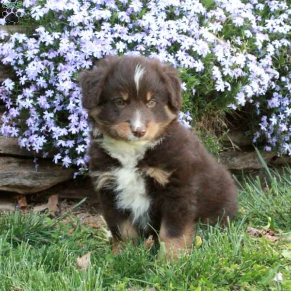 Pedro, Australian Shepherd Puppy