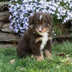 Pedro, Australian Shepherd Puppy