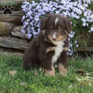 Pedro, Australian Shepherd Puppy