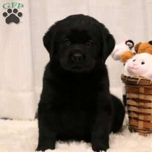 Peggy, Black Labrador Retriever Puppy