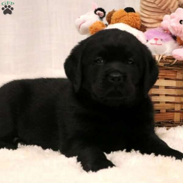 Peggy, Black Labrador Retriever Puppy