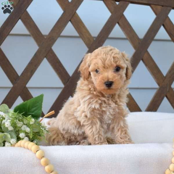 Penny, Bich-Poo Puppy