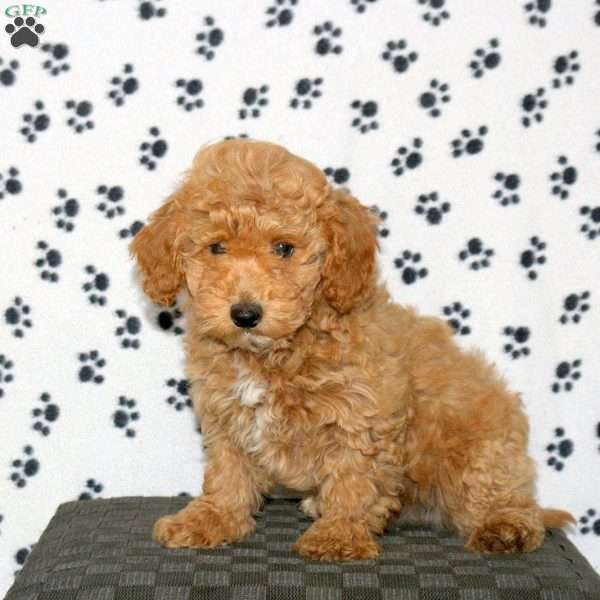 Penny, Havapoo Puppy
