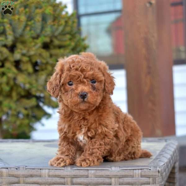 Penny, Miniature Poodle Puppy
