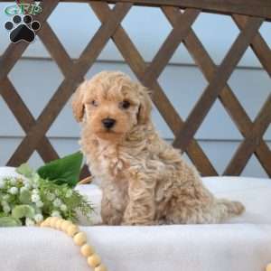 Penny, Bich-Poo Puppy