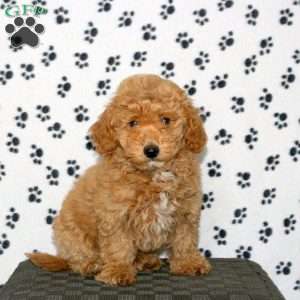 Penny, Havapoo Puppy