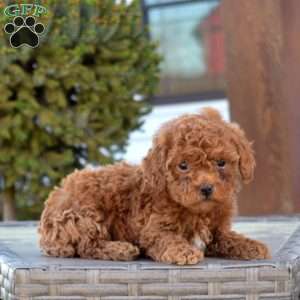 Penny, Miniature Poodle Puppy