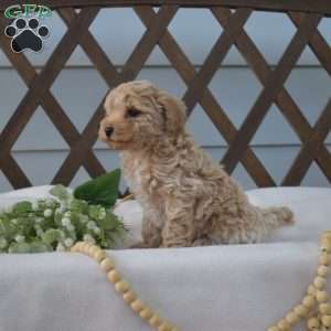 Penny, Bich-Poo Puppy