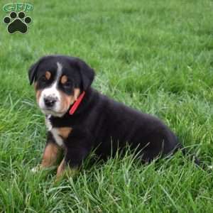 Penny, Greater Swiss Mountain Dog Puppy