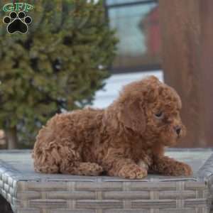 Penny, Miniature Poodle Puppy