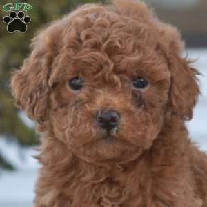Penny, Miniature Poodle Puppy