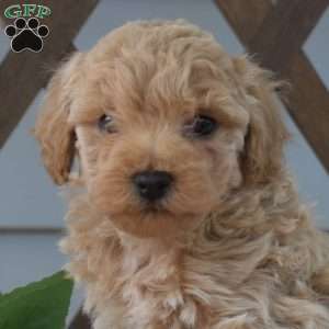 Penny, Bich-Poo Puppy