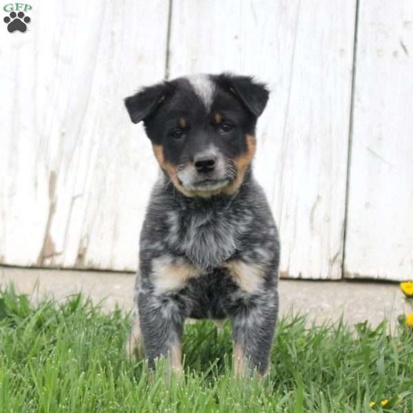 Pepper, Blue Heeler – Australian Cattle Dog Puppy