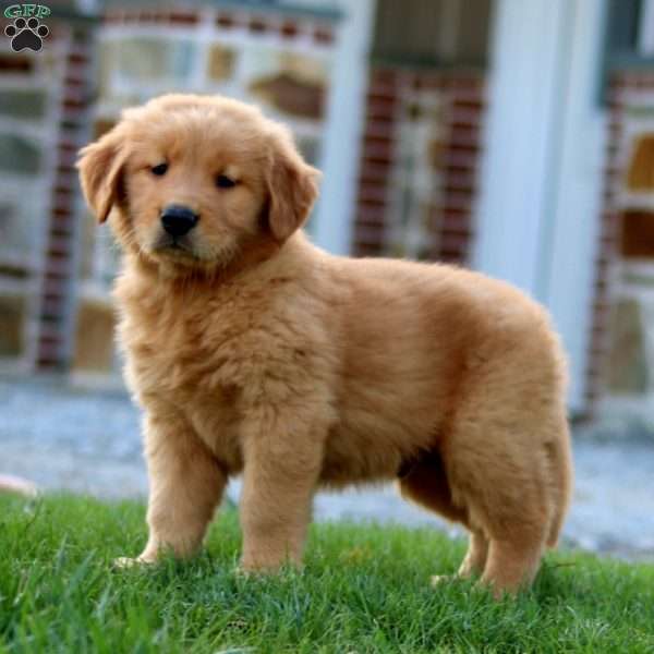Pepsi, Golden Retriever Puppy