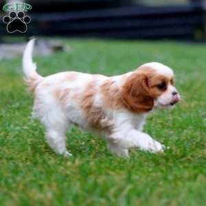 Pepsi, Cavalier King Charles Spaniel Puppy