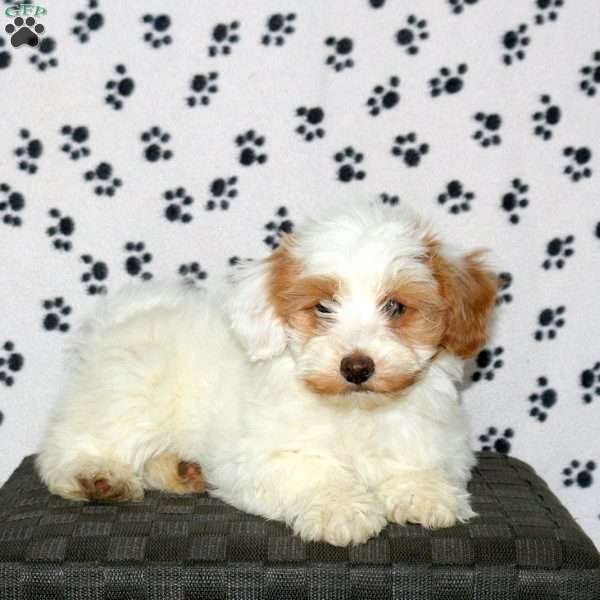 Percy, Havapoo Puppy