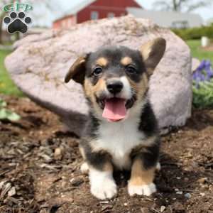 Percy, Pembroke Welsh Corgi Puppy