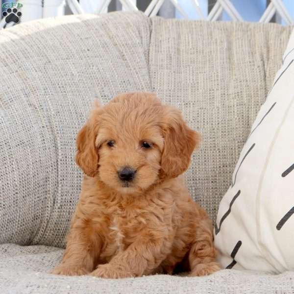 Perry, Mini Goldendoodle Puppy