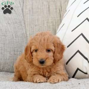 Perry, Mini Goldendoodle Puppy