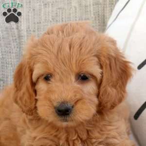 Perry, Mini Goldendoodle Puppy