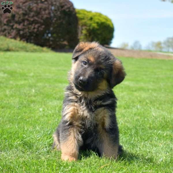 Petals, German Shepherd Puppy