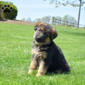 Petals, German Shepherd Puppy
