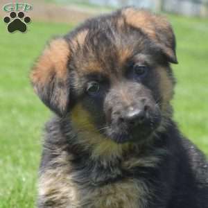 Petals, German Shepherd Puppy