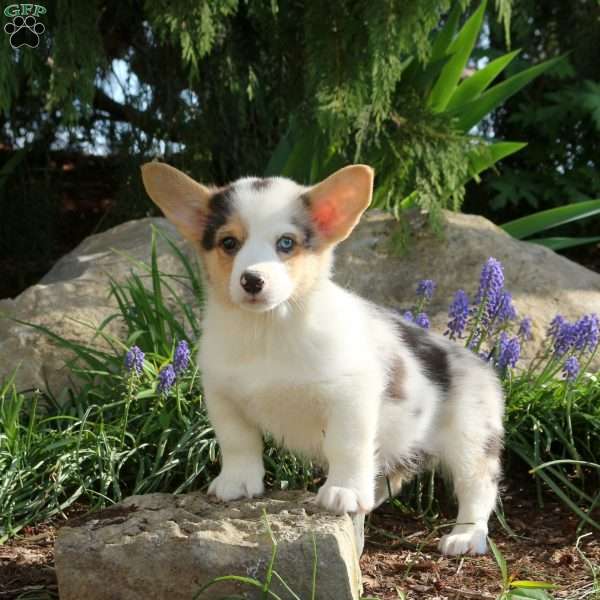 Pete, Pembroke Welsh Corgi Puppy
