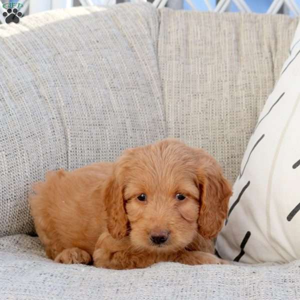 Pete, Mini Goldendoodle Puppy