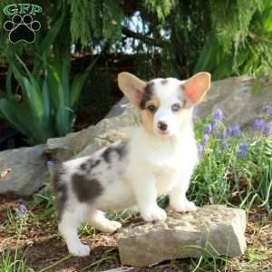 Pete, Pembroke Welsh Corgi Puppy