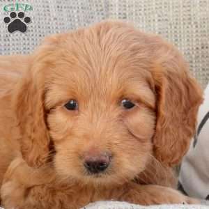 Pete, Mini Goldendoodle Puppy