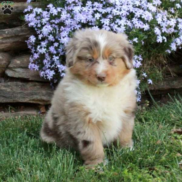 Petra, Australian Shepherd Puppy