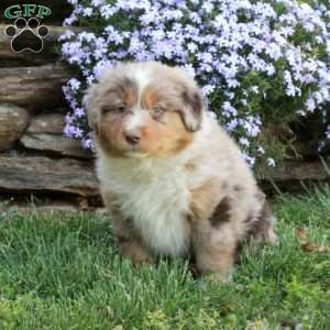 Petra, Australian Shepherd Puppy
