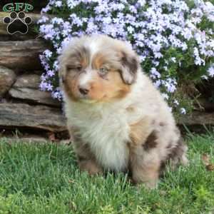Petra, Australian Shepherd Puppy